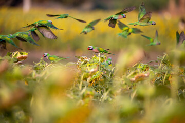 Group of Red-breasted Parakeet flying and eating sunflower seed in the sunflower blossom field.