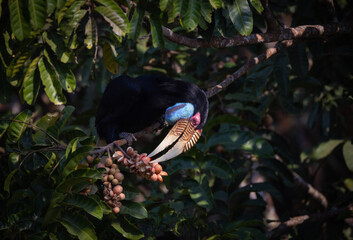 Female Wreathed Hornbill sitting on tree branch.
