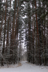 Fototapeta premium winter forest with snow