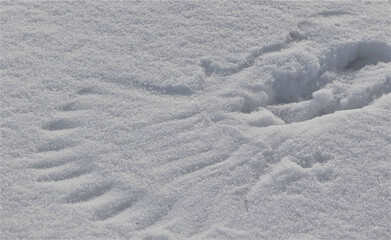 bird feather print in the snow