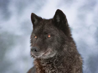 Fototapeten portrait of canadian black wolf in winter © fotomaster