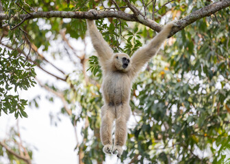White Gibbon hang on tree branch.