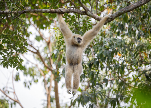 White Gibbon hang on tree branch.