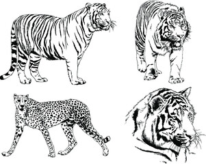 vector drawings sketches different predator , tigers lions cheetahs and leopards are drawn in ink by hand , objects with no background	