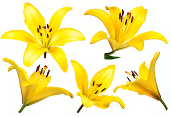 Yellow lily flowers. Studio photo on a white background