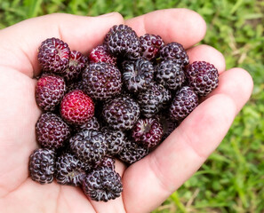 A handful of raspberries in the palm of your hand