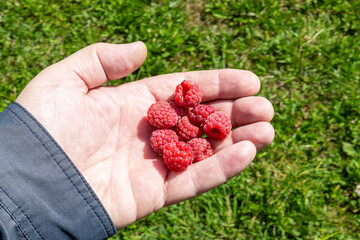 A handful of raspberries in the palm of your hand