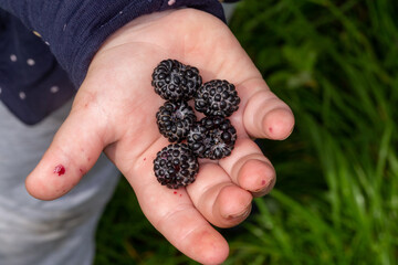 A handful of raspberries in a child's hand.