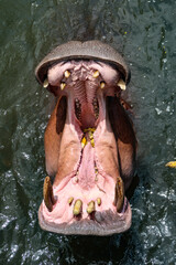 Hippo head with open mouth in water