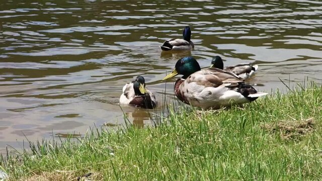A flock of ducks enjoying life on the lake