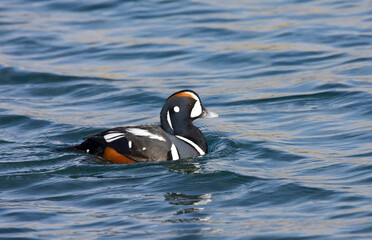 Harlekijneend man zwemmend; Harlequin Duck male swimming