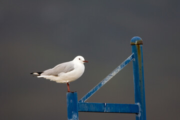 Hartlaubs Meeuw, Hartlaub\'s Gull, Chroicocephalus hartlaubii