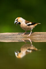 Appelvink, Hawfinch, Coccothraustes Coccothraustes
