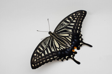Fototapeta na wymiar アゲハ（Papilio xuthus） 白背景