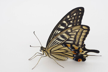 アゲハ（Papilio xuthus） 白背景