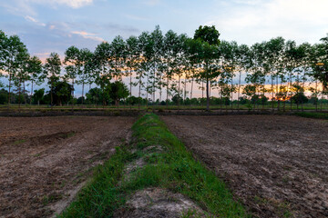 Fototapeta premium Landscape farm at sunset. farm in rainy season.