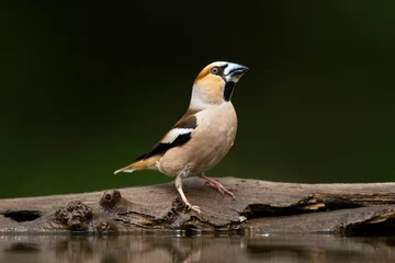 Foto op Aluminium Appelvink, Hawfinch, Coccothraustes Coccothraustes © AGAMI