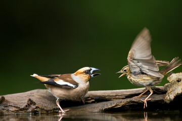 Appelvink, Hawfinch, Coccothraustes Coccothraustes