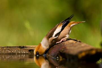 Appelvink, Hawfinch, Coccothraustes Coccothraustes
