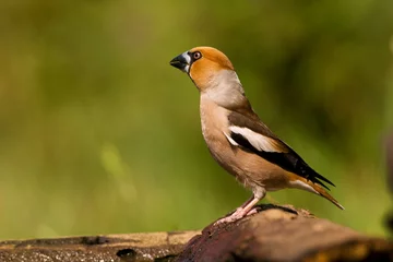 Foto op Aluminium Appelvink, Hawfinch, Coccothraustes Coccothraustes © AGAMI