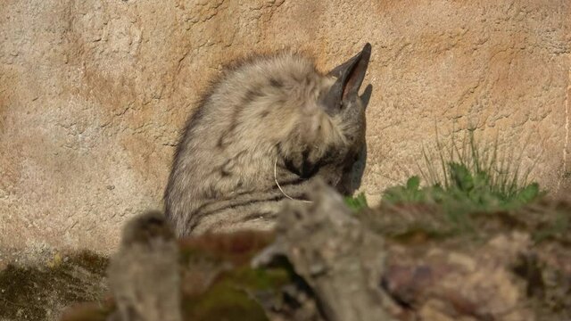 Striped hyena (Hyaena hyaena sultana). African animal