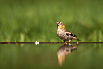 Appelvink, Hawfinch, Coccothraustes coccothraustes