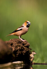 Appelvink, Hawfinch, Coccothraustes coccothraustes