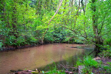 Fototapeta premium Furlbach im Naturschutzgebiet Rixelbruch bei Hövelhof-Riege, Kreis Paderborn, Gewässer in Ostwestfalen-Lippe