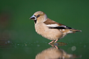 Appelvink, Hawfinch, Coccothraustes coccothraustes