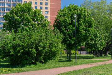 Green park with grass, trees, pond, yellow flowering dandelions, walking path, trail, footpath near lamp, street lantern in front of a multi-storey apartments building, Russia