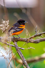 Pretty Male Oriole