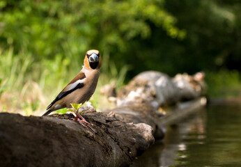 Appelvink, Hawfinch, Coccothraustes coccothraustes