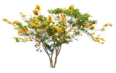 Cassia fistula tree or Golden shower National tree of Thailand. - obrazy, fototapety, plakaty
