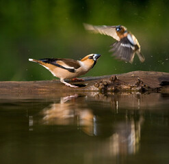 Appelvink, Hawfinch, Coccothraustes coccothraustes