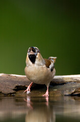 Appelvink, Hawfinch, Coccothraustes Coccothraustes