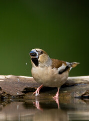 Appelvink, Hawfinch, Coccothraustes coccothraustes