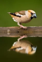 Foto op Aluminium Appelvink, Hawfinch, Coccothraustes coccothraustes © AGAMI