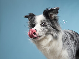 dog licks its lips. funny emotional border collie on a blue background. 