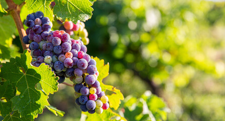 Grappe de raisin murissant au soleil dans les vignes en été.