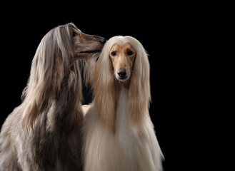 two dogs. Love, relationships. Afghan hound on a black background. long-haired dog for excellent...