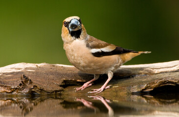 Appelvink, Hawfinch, Coccothraustes coccothraustes