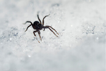 Spider on snow
