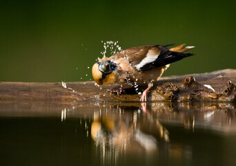Appelvink, Hawfinch, Coccothraustes coccothraustes