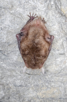The brown long-eared bat or common long-eared bat (Plecotus auritus) 
