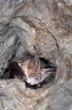 The brown long-eared bat or common long-eared bat (Plecotus auritus) 
