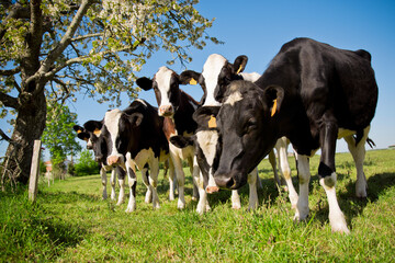 Naklejka na ściany i meble Troupeau de vaches laitière dans les champs au printemps.