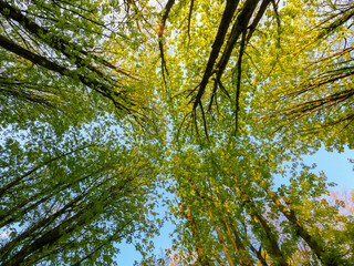 Looking up at tree crowns with spring green foliage. against a clear blue sky. High quality photo