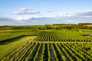 Fototapeta na wymiar Vignoble en Anjou, culture du raisin en France pour l'élaboration du vin.