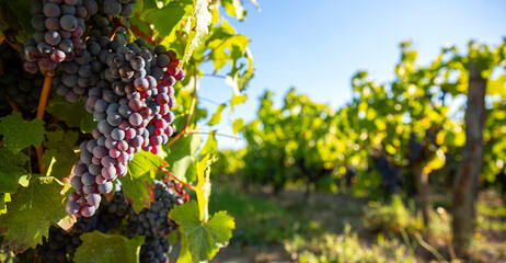 Grappe de raisin dans les vignes au soleil avant les vendanges.