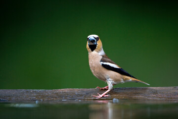 Appelvink, Hawfinch, Coccothraustes coccothraustes